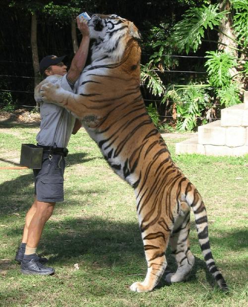 超大的老虎体型比牛还大